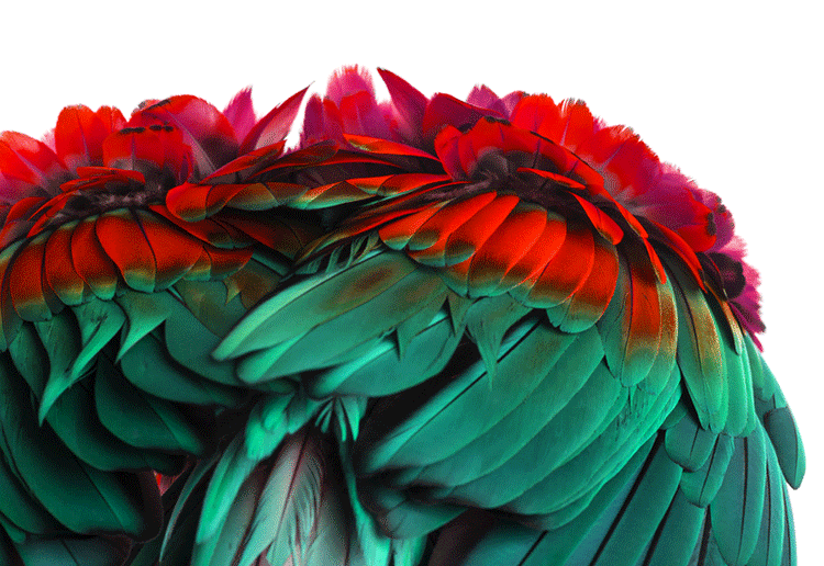CRUELTY-FREE FEATHERS