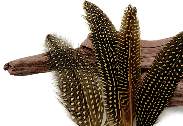 GUINEA FEATHERS