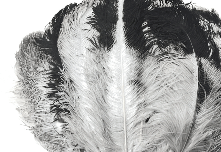 Ostrich Wing Plume Feathers