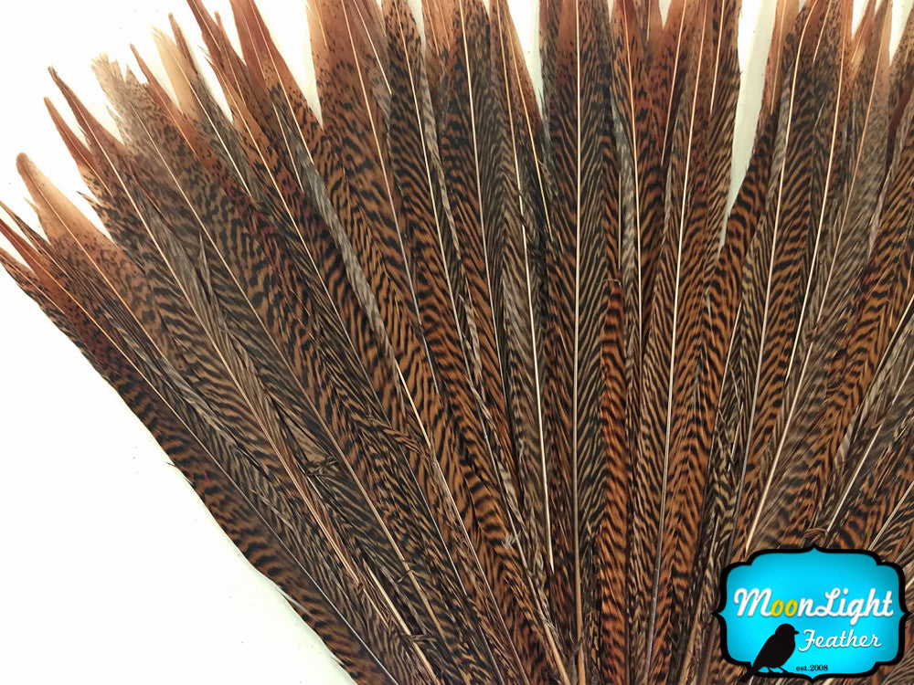 50 Pieces - 10-12" Natural Golden Pheasant Tail Wholesale Feathers (Bulk)