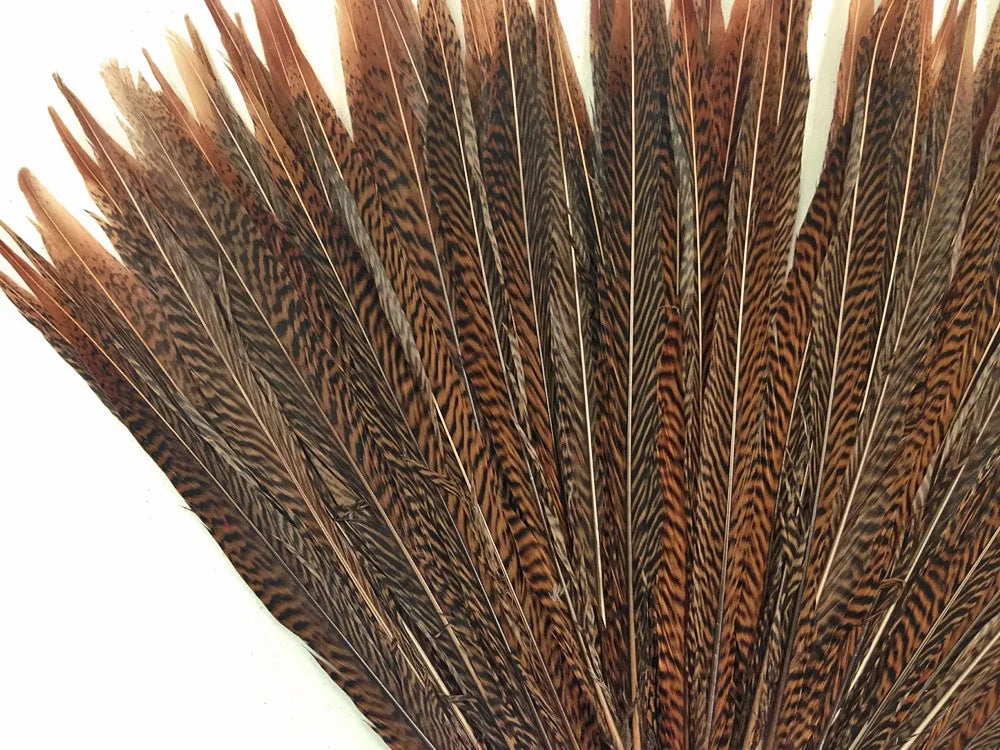 Natural brown patterned feathers fanned out for crafts and fashion decor.