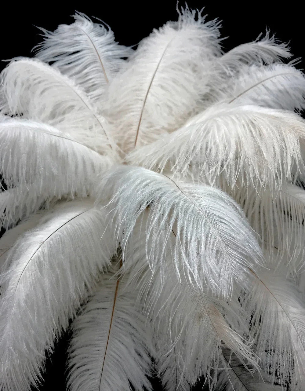 Soft white ostrich feathers for DIY crafts, fashion, and home decor accessories.
