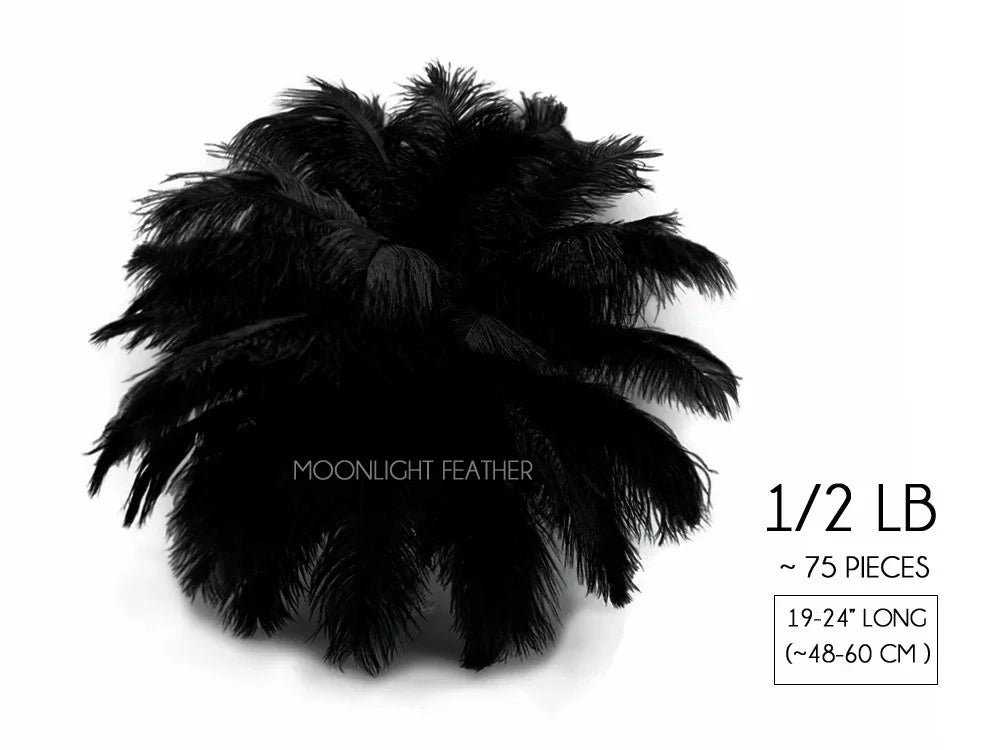 Bundle of 75 black ostrich feathers for DIY crafts and fashion decor, 19-24 inches long.