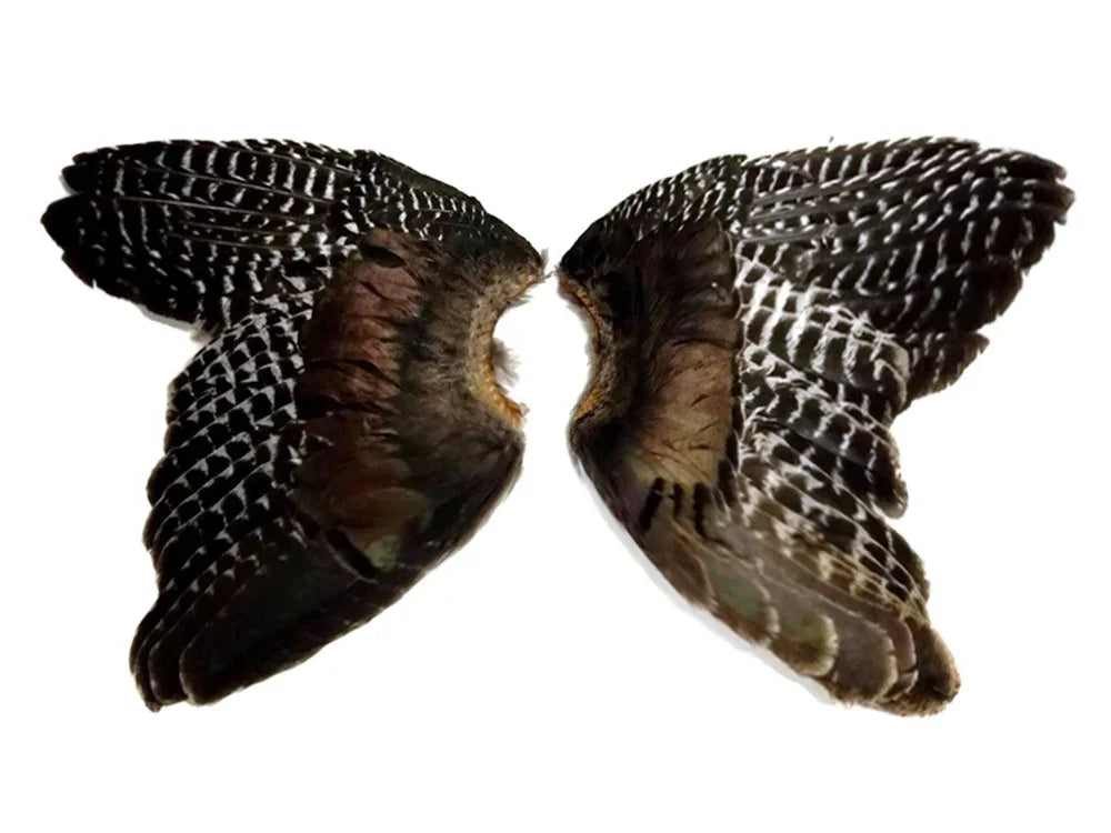 Natural brown and white patterned bird wings for DIY crafts and fashion decor.