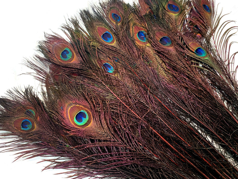 50 Pieces - 20-25" Burgundy Dyed Over Natural Long Peacock Tail Eye Wholesale Feathers (Bulk)