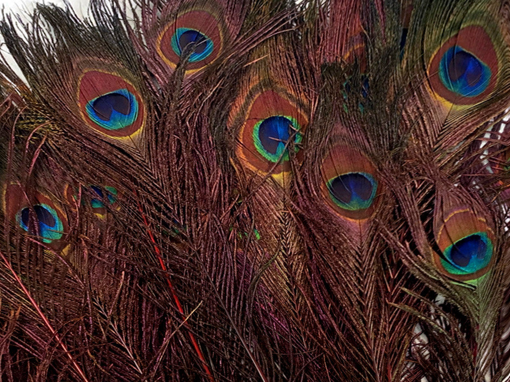 50 Pieces - 20-25" Burgundy Dyed Over Natural Long Peacock Tail Eye Wholesale Feathers (Bulk)