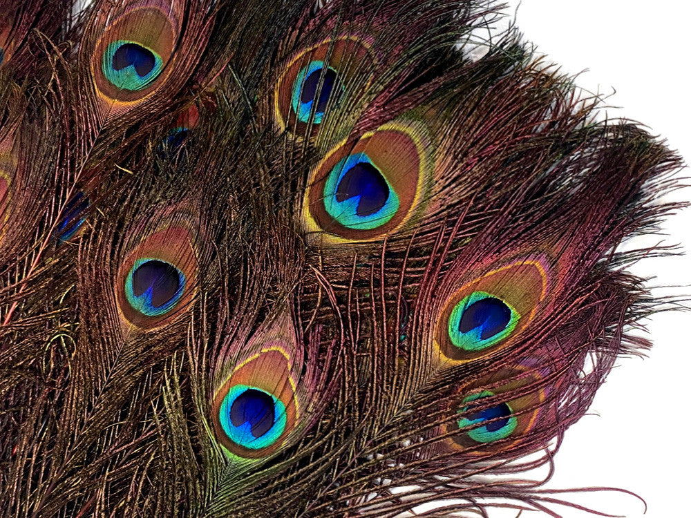 50 Pieces - 20-25" Burgundy Dyed Over Natural Long Peacock Tail Eye Wholesale Feathers (Bulk)