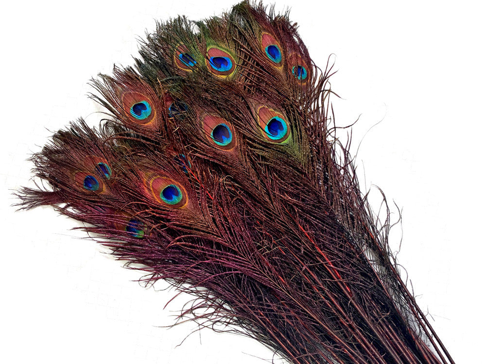 50 Pieces - 20-25" Burgundy Dyed Over Natural Long Peacock Tail Eye Wholesale Feathers (Bulk)