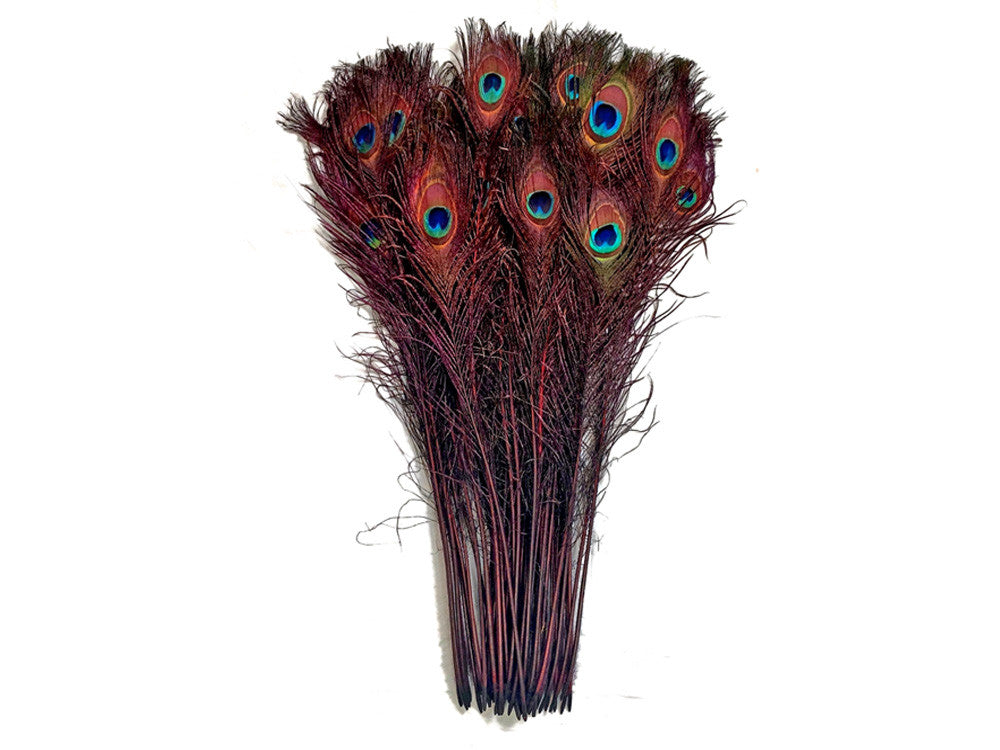 50 Pieces - 20-25" Burgundy Dyed Over Natural Long Peacock Tail Eye Wholesale Feathers (Bulk)