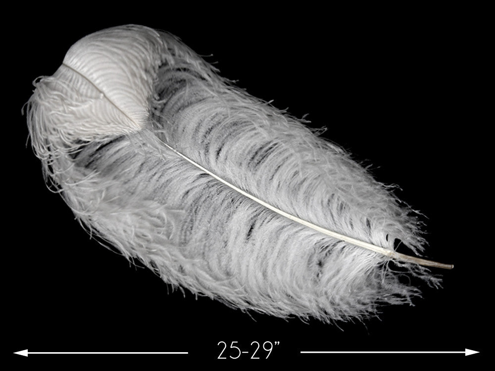 1/2 Lb. - 25-29" White X-Large Ostrich Wing Plumes Wholesale Feathers (Bulk)