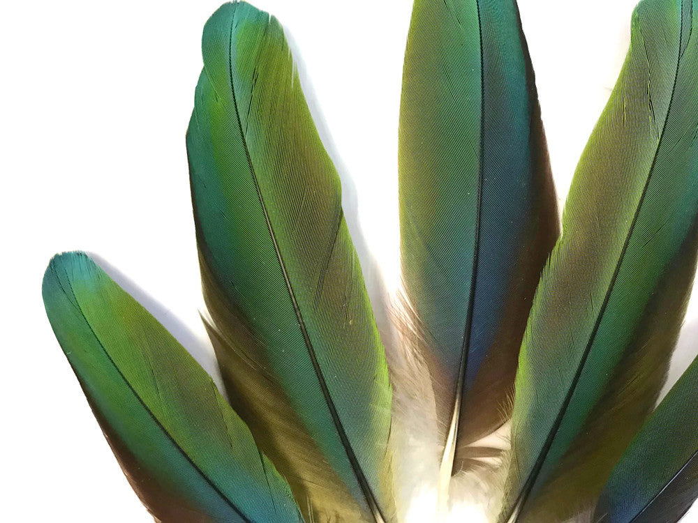 4 Pieces - Iridescent Green & Blue Greenwing Macaw Soft Wing Feathers -Rare-