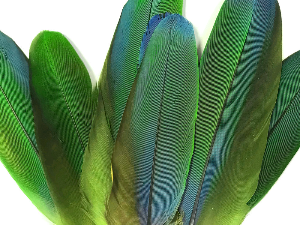 4 Pieces - Iridescent Green & Blue Greenwing Macaw Soft Wing Feathers -Rare-