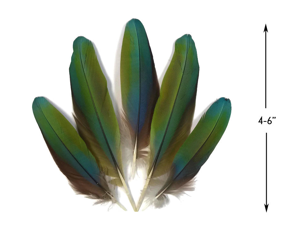 4 Pieces - Iridescent Green & Blue Greenwing Macaw Soft Wing Feathers -Rare-