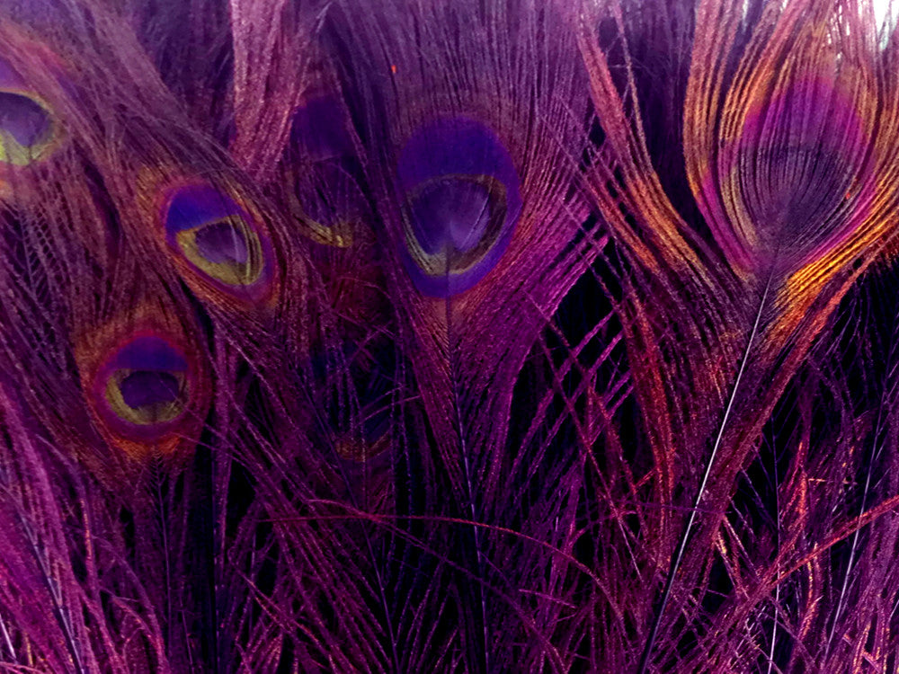 50 Pieces - 30-35" Purple Bleached & Dyed Peacock Tail Eye Wholesale Feathers (Bulk)