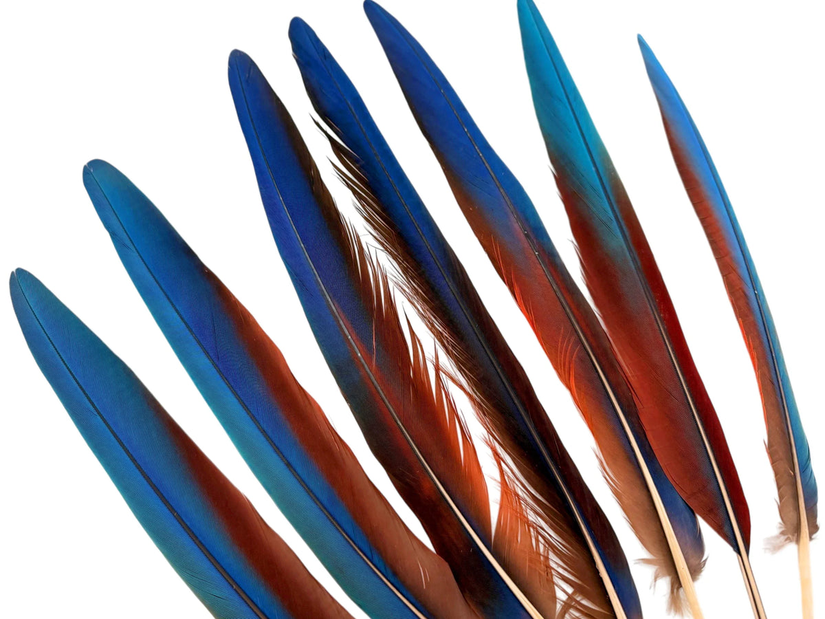 Set of 7 - 12-16" Super Rare Tri Color Ombre Hybrid Macaw Side Tail Feathers - Rare-