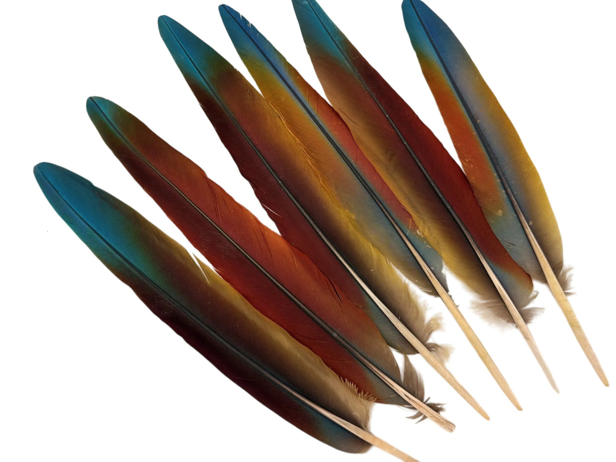 Set of 6 - 13-16" Super Rare Tri Color Ombre Hybrid Macaw Side Tail Feathers - Rare-