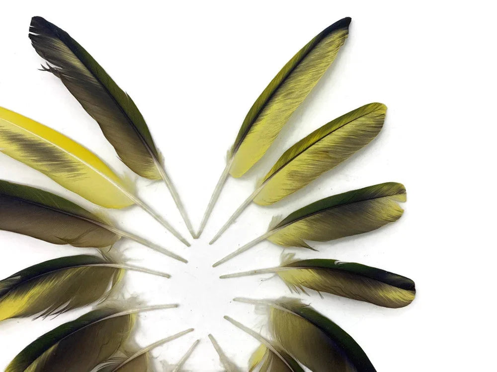 Arrangement of natural yellow and dark green feathers in a circular pattern on white background.