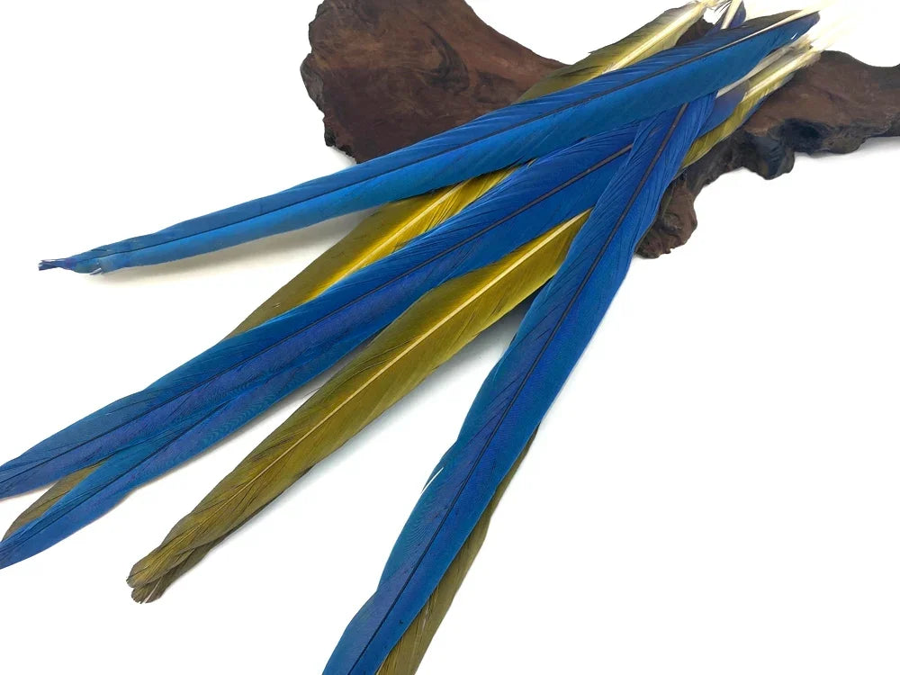 Complete Set of 6 - 17-19" Iridescent Blue Green & Yellow Macaw Tail Feather Set - Rare-