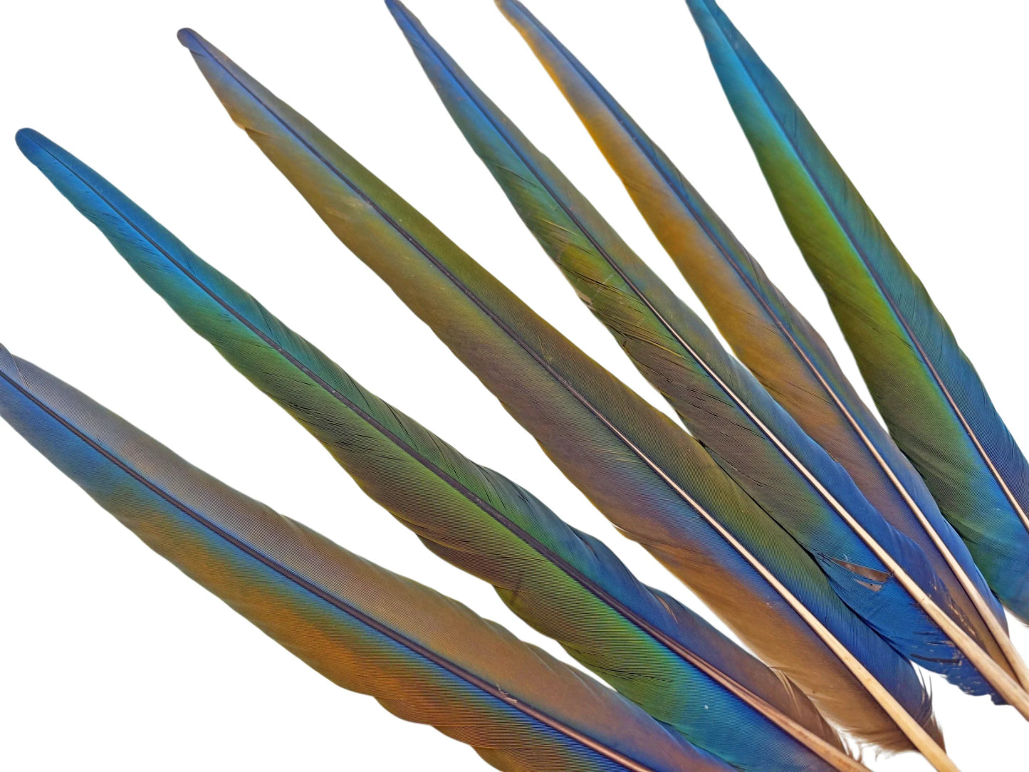 Set of 6- 20-24" Hybrid Tri-Color Ombre Greenwing Macaw Tail Super Long Feather -Rare-