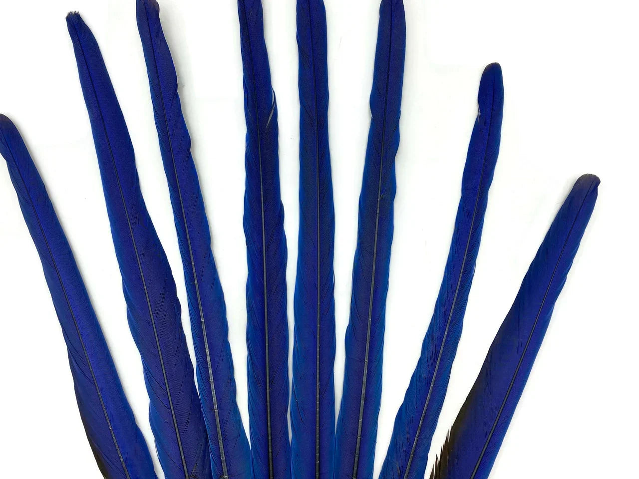 Vibrant cobalt blue feathers arranged in a fan shape on a white background for craft DIY.