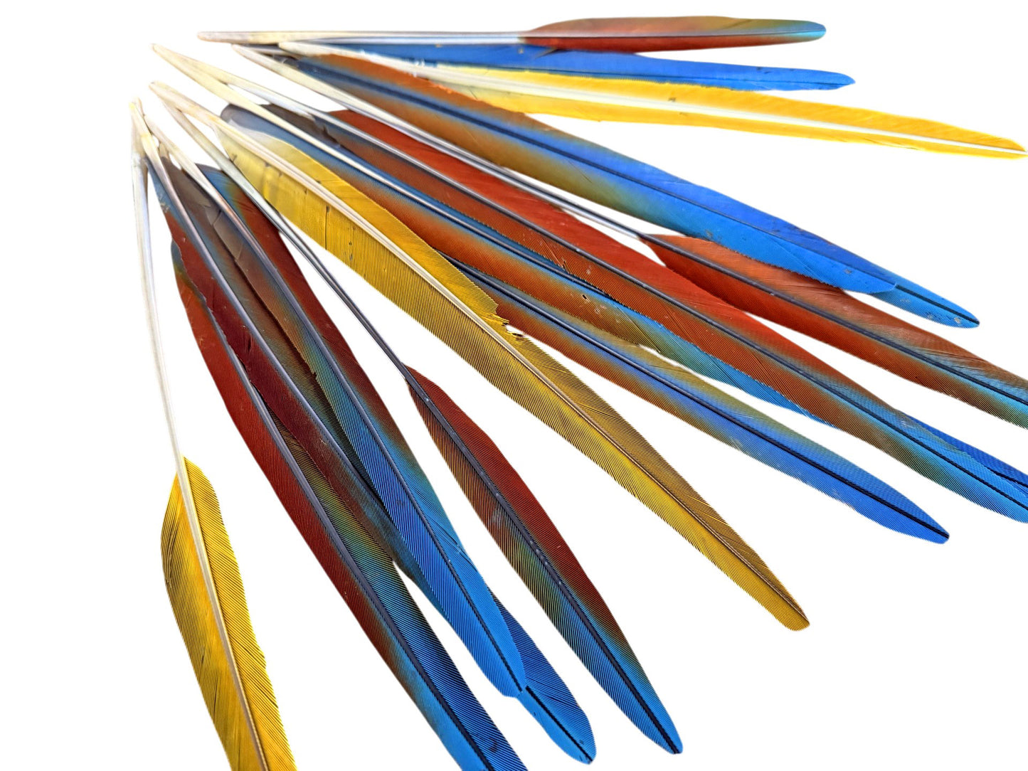 Complete Set of 15 -9-13" Imperfect Hybrid Ombre Greenwing Macaw Tail Super Long Feather -Rare-