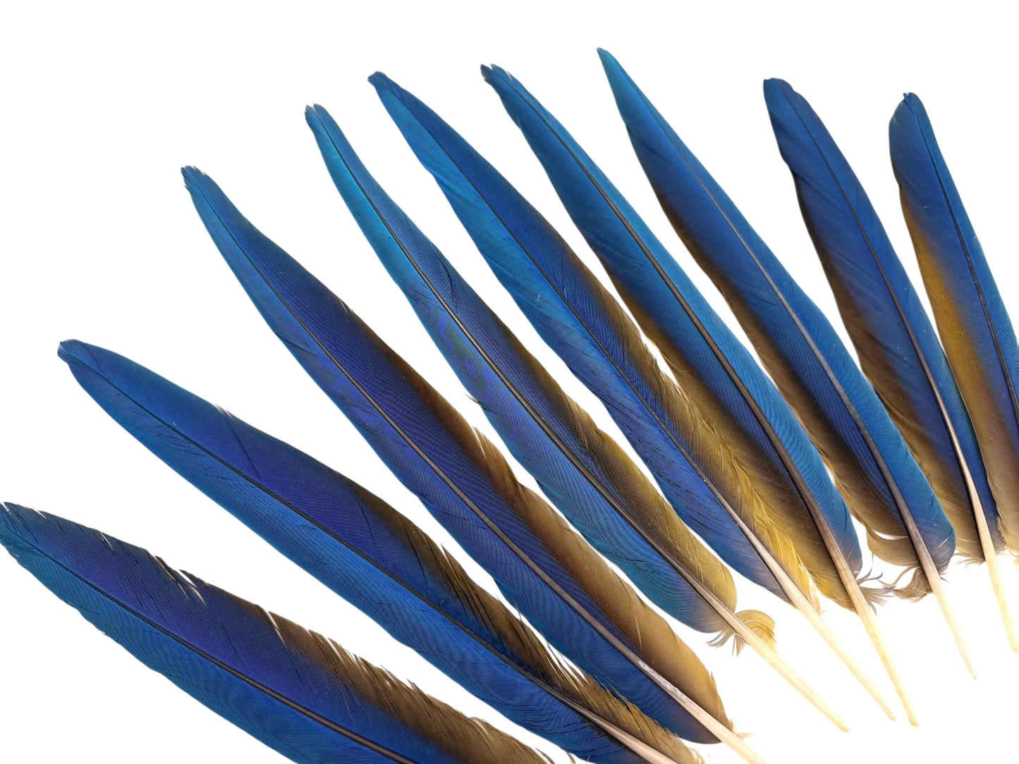Set of 9 Macaw Tail Feathers - 13-18" Iridescent Blue & Gold Macaw Tail Feather Set - Rare-