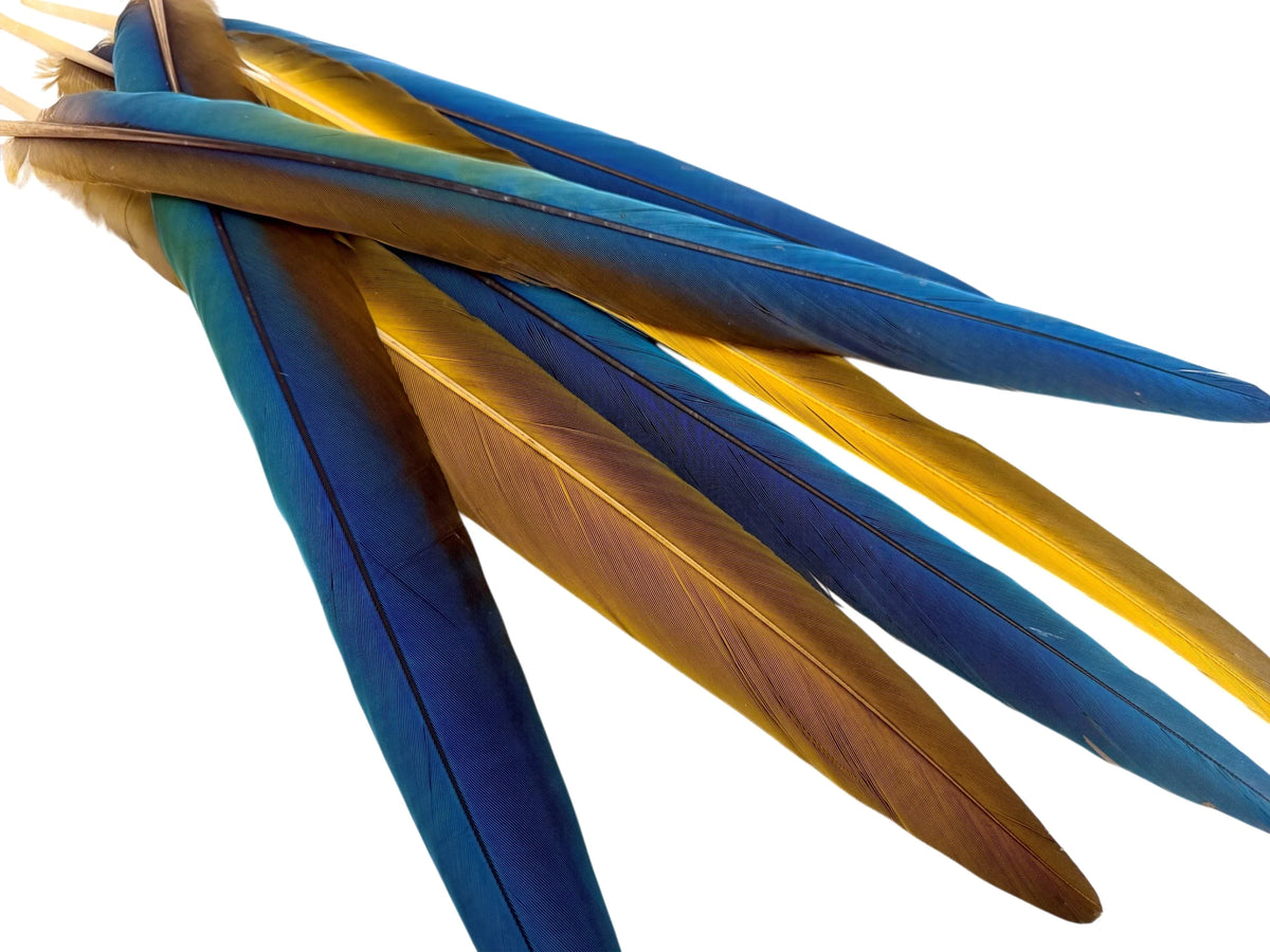 5 Tails Feathers - Iridescent Blue And Yellow Macaw Tail Feather Set - Rare-