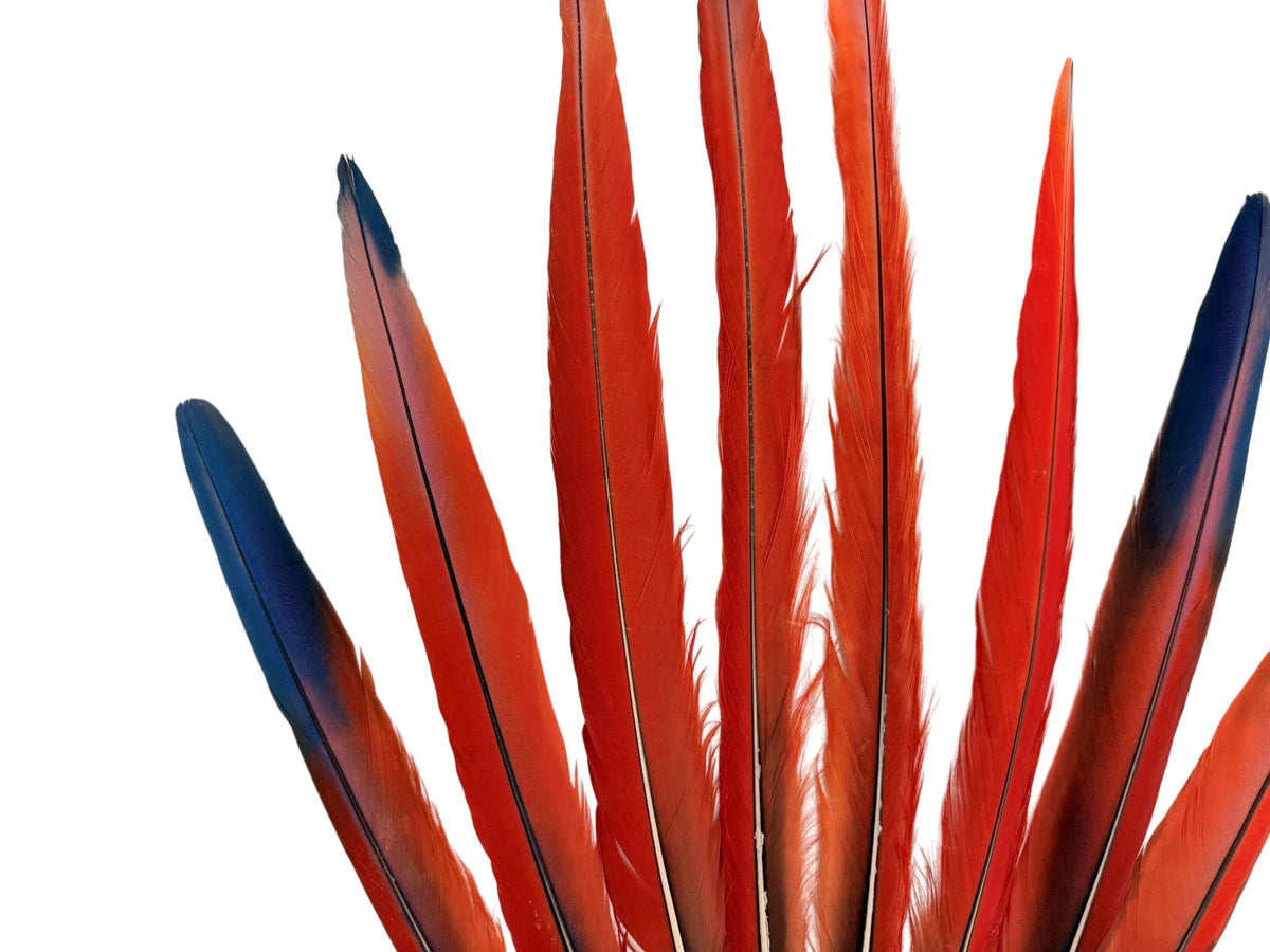 Set of 8 Tails Feathers - 14-24" Iridescent Red Scarlet Macaw Long Tail Feather Set - Rare-