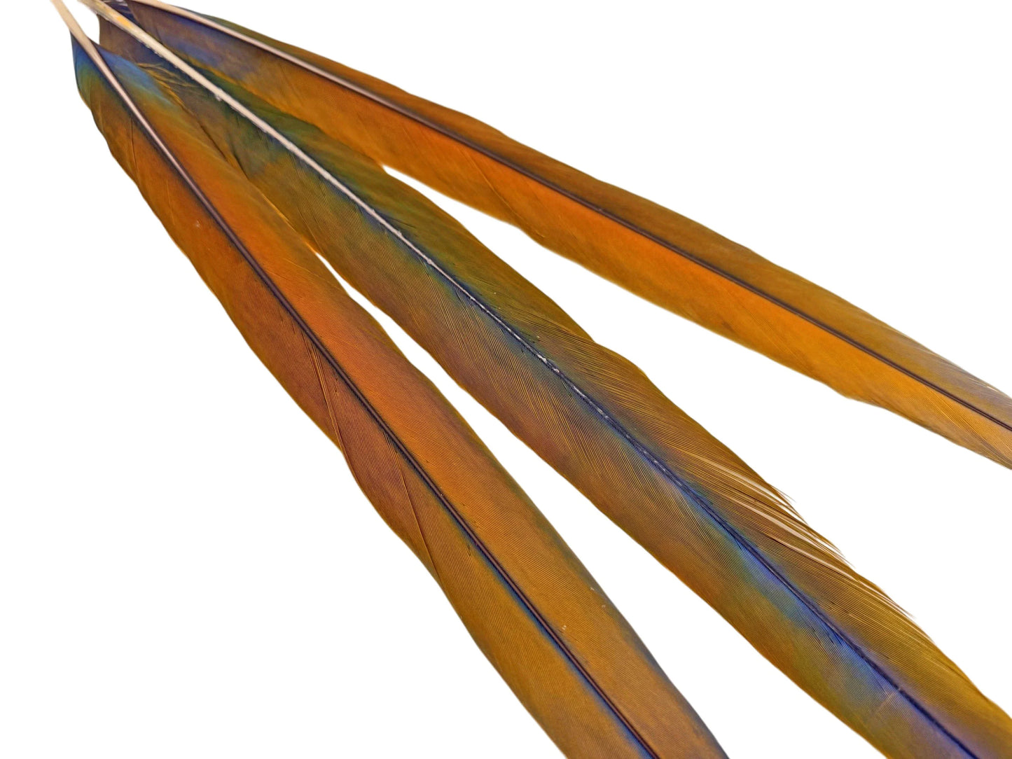 Set of 3 Tail Feathers - 22-23" Ultra Rare Natural Golden Camelot Ombre Hybrid Macaw Tail Feathers Set - Rare