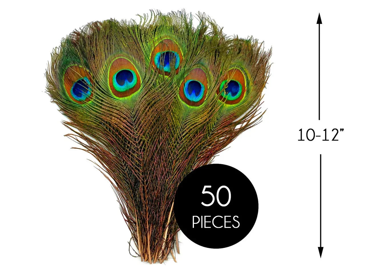 Bundle of 50 iridescent peacock feathers, 10-12 inches long, for crafts and DIY decor.