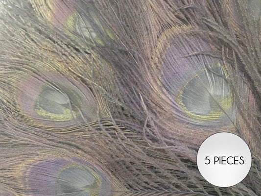 5 Pieces – Silver Gray Bleached & Dyed Peacock Tail Eye Feathers 10-12” Long