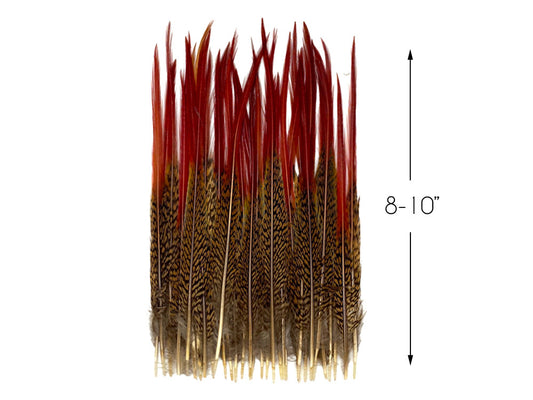 10 Pieces - 8-10" Natural Red Golden Pheasant Red Tip Loose Pointy Feathers