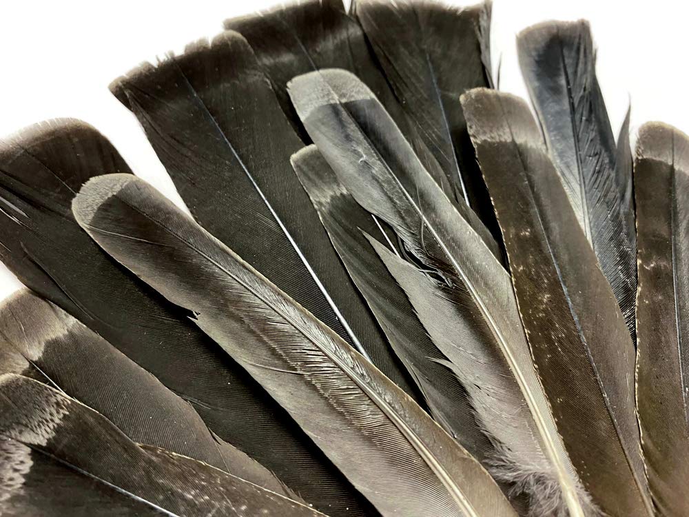 5 Pieces - Gray and Black Ruffed Grouse Tail Feathers