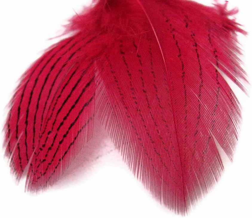 1 Dozen - Claret Silver Pheasant Feathers