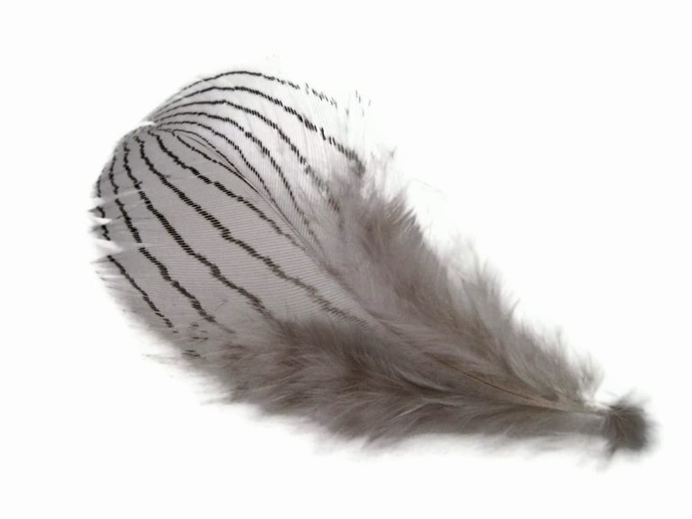 1 Dozen - Grey Silver Pheasant Feathers