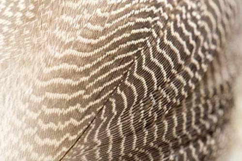1 Pack - Natural Mallard Duck Flank Plumage Feathers 0.10 Oz.
