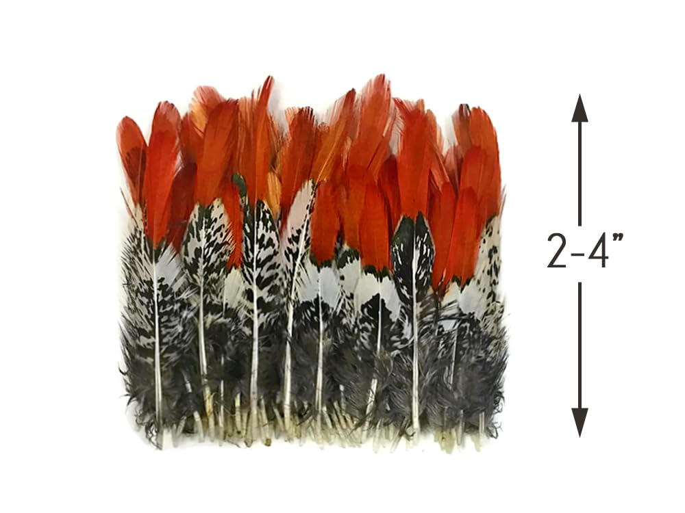 5 Pieces - 4-6" Short Natural Orange Tips Lady Amherst Pheasant Feather