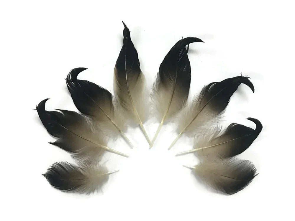 Set of natural black and tan gradient feathers for DIY crafts and fashion decor.