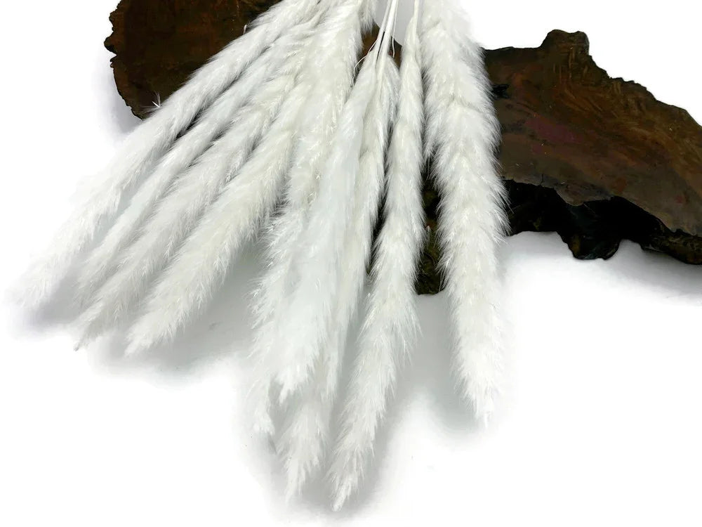 Fluffy white dried pampas grass stems for boho home decor and floral arrangements.