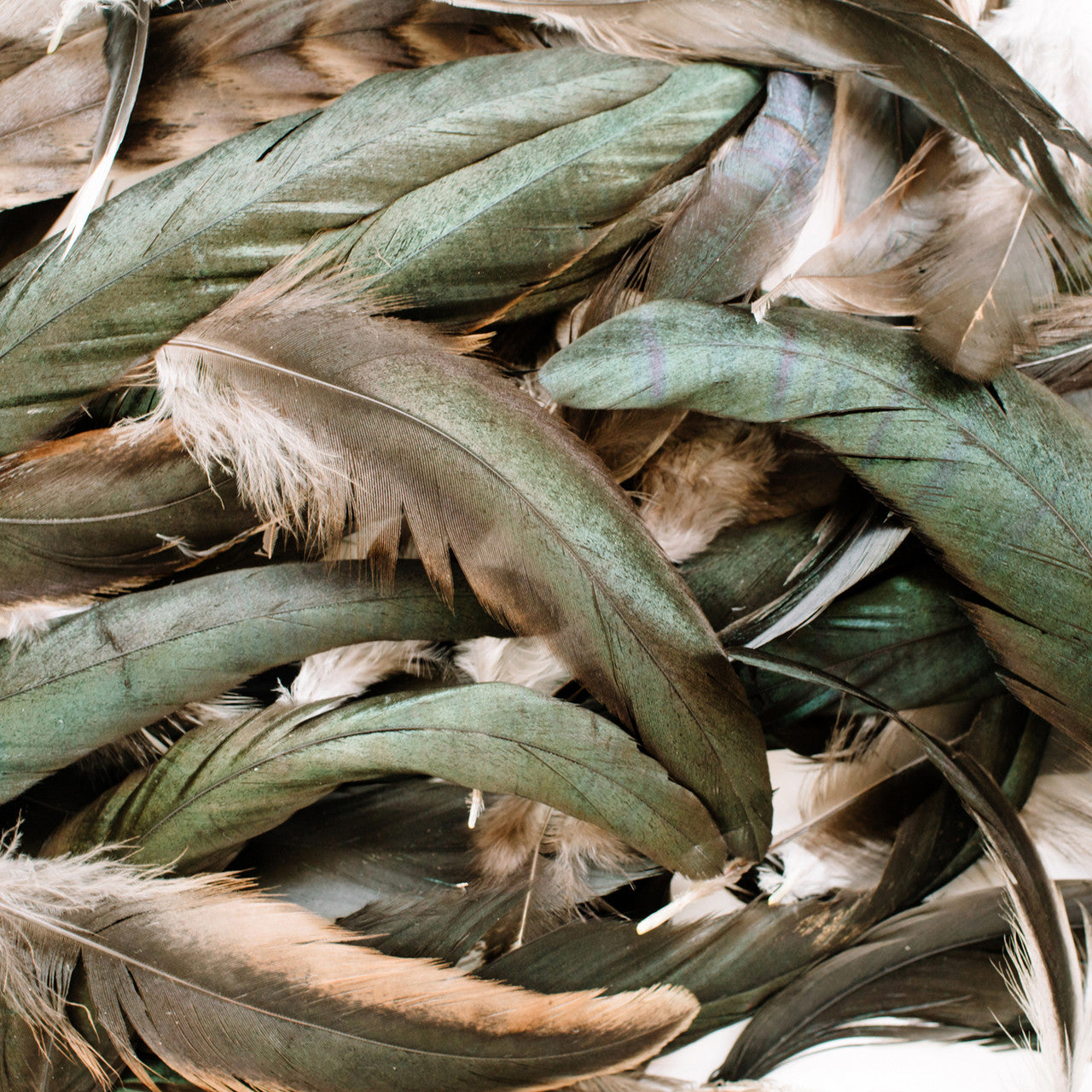 10 Pieces - 16-18" Natural Black Half Bronze Coque Tail Strung Feathers