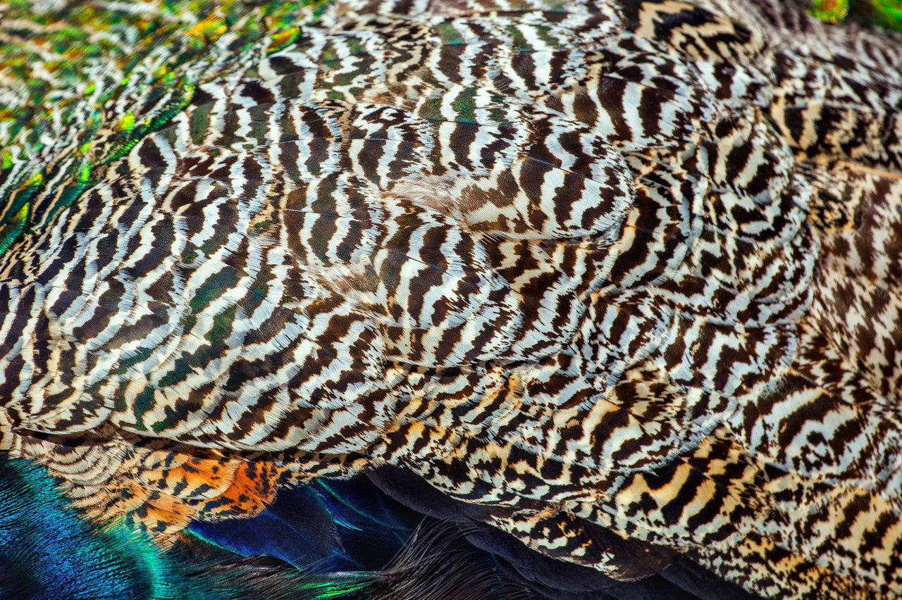 1 Pair - 7-10" and Up Natural Barred Mottled Peacock Wing Quills Feathers