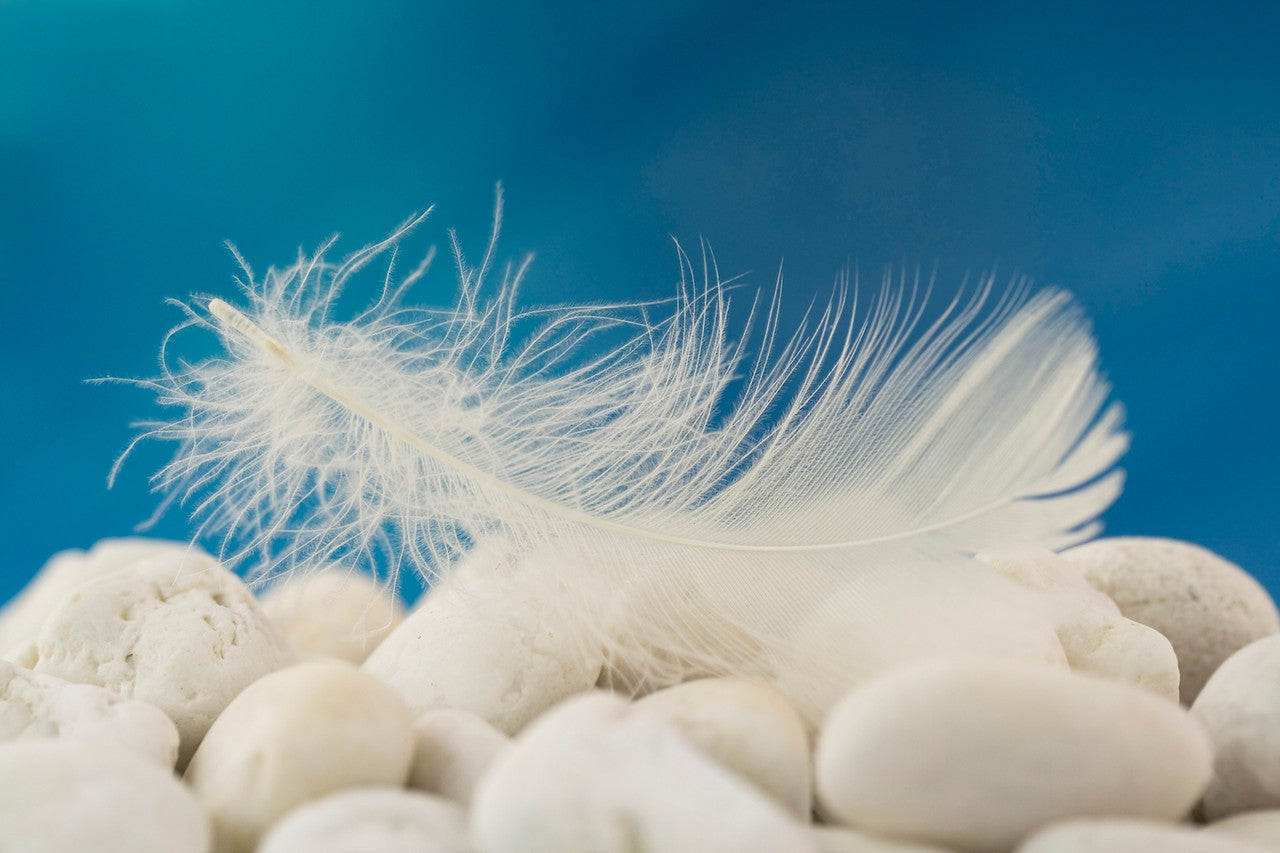 1/4 Lb - 2-3" White Goose Coquille Loose Wholesale Feathers (Bulk)