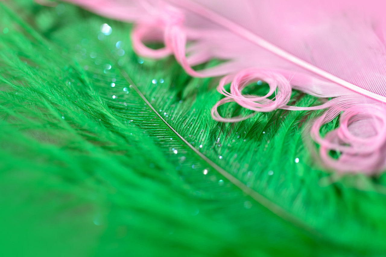 10 Pieces - 17-19" Lime Green Large Bleached & Dyed Ostrich Drabs Body Feathers