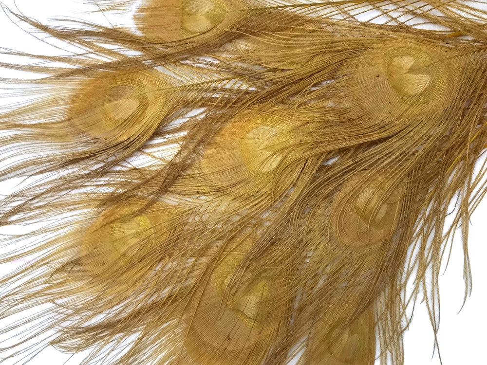 5 Pieces – Dusty Gold Bleached & Dyed Peacock Tail Eye Feathers 10-12” Long
