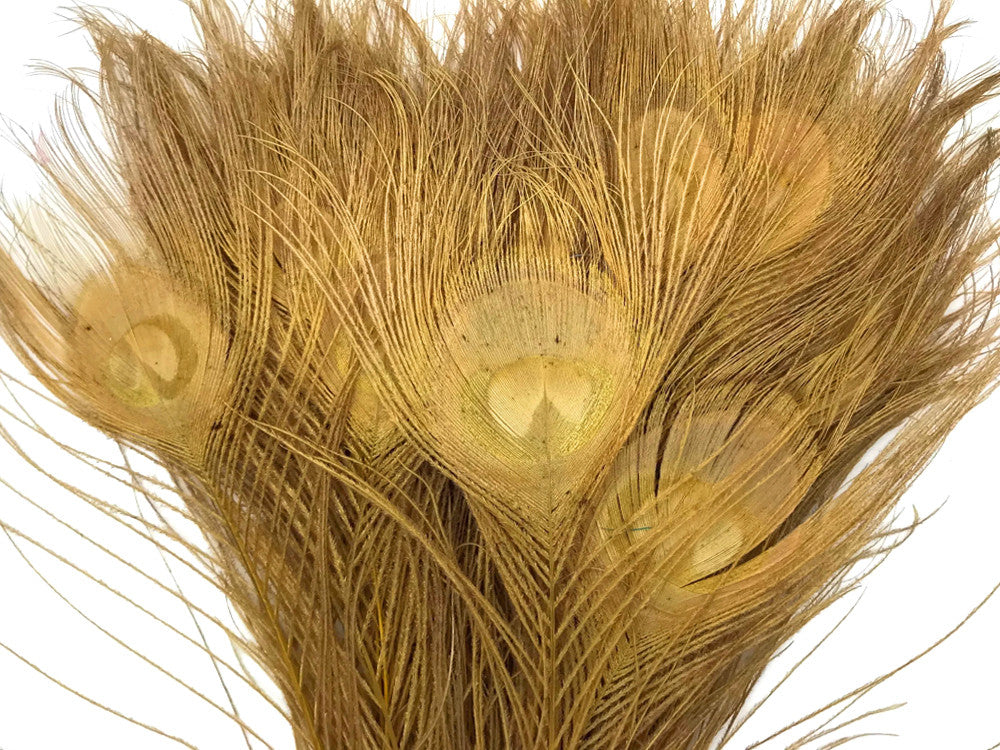 5 Pieces – Dusty Gold Bleached & Dyed Peacock Tail Eye Feathers 10-12” Long