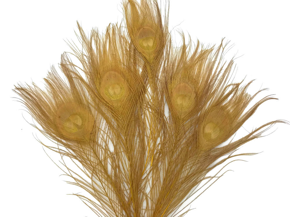 5 Pieces – Dusty Gold Bleached & Dyed Peacock Tail Eye Feathers 10-12” Long