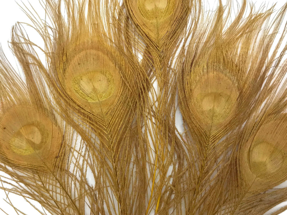 5 Pieces – Dusty Gold Bleached & Dyed Peacock Tail Eye Feathers 10-12” Long