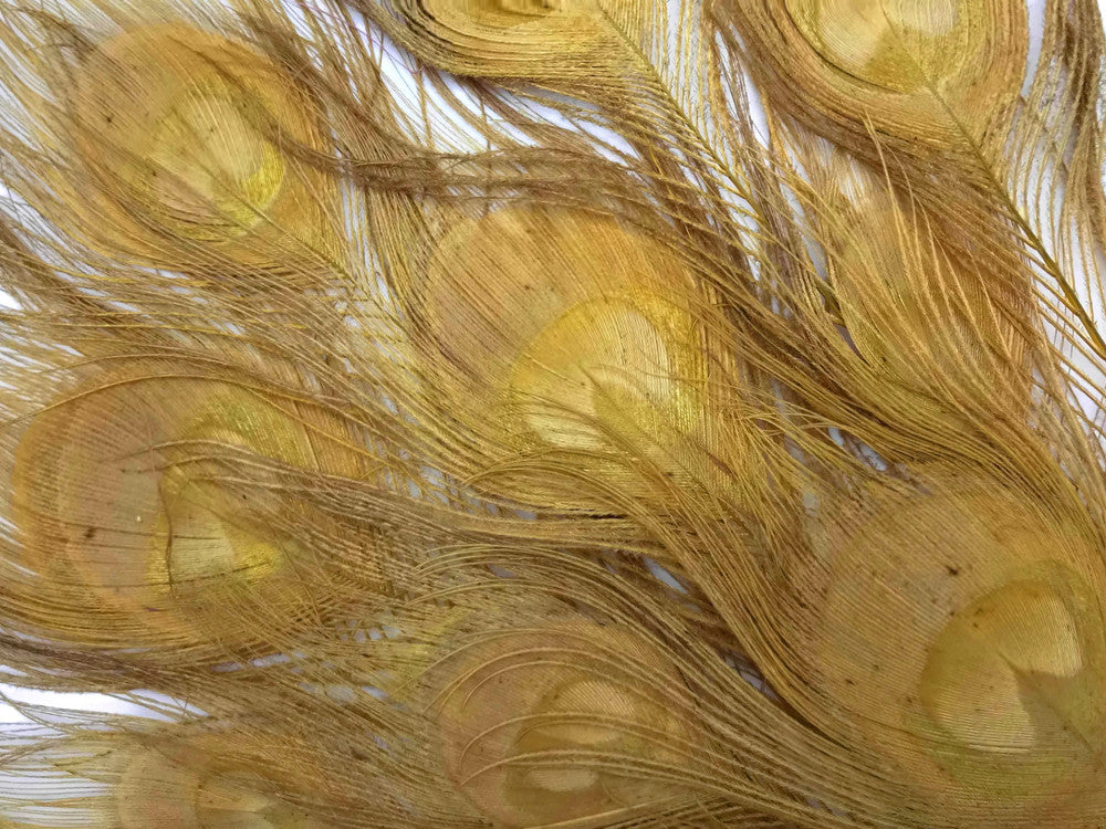 50 Pieces – Dusty Gold Bleached & Dyed Peacock Tail Eye Wholesale Feathers (Bulk) 10-12” Long