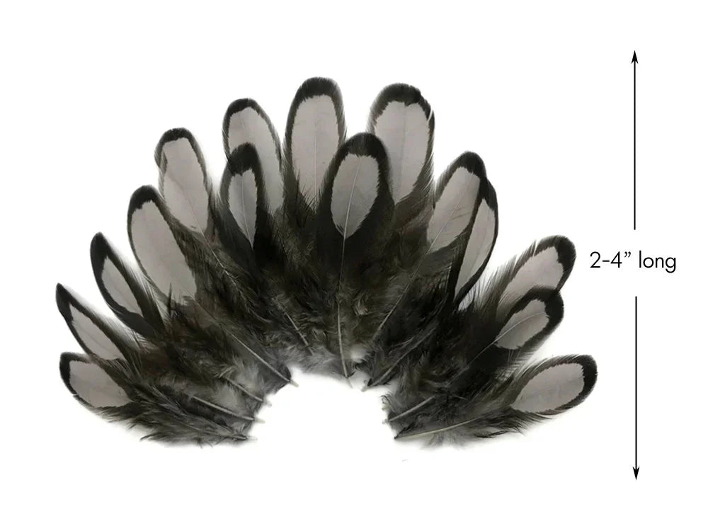 Black and grey natural feathers for DIY crafts, 2-4 inches long.