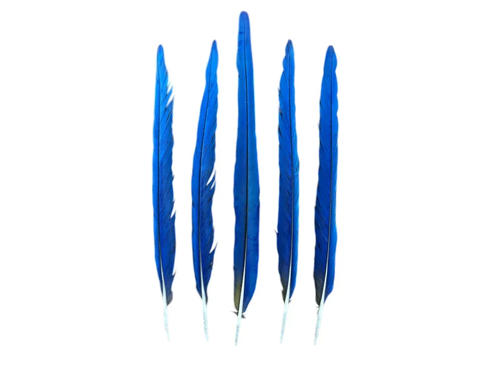 Five vibrant blue feathers for DIY crafts and fashion decor on a white background.